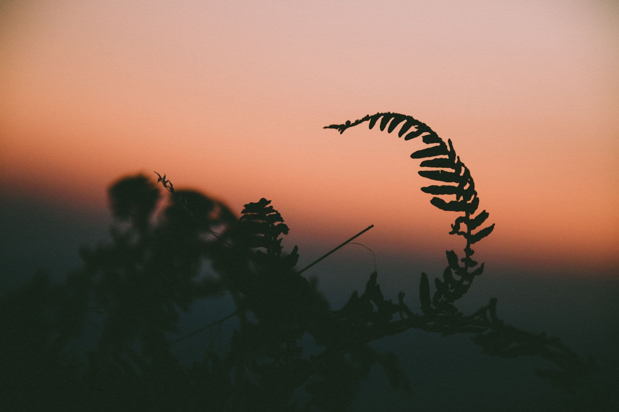 Fern leaves curling against a sunset