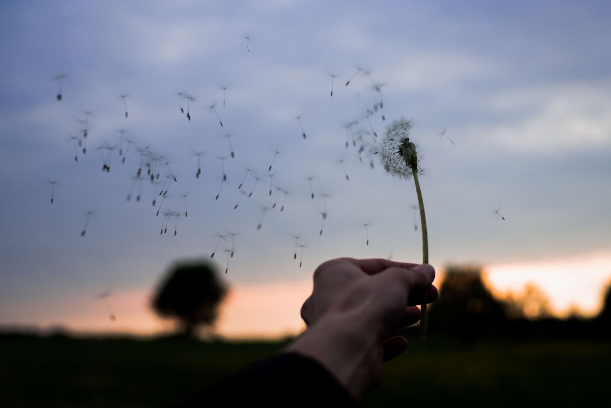Dandelion seeds in the breeze