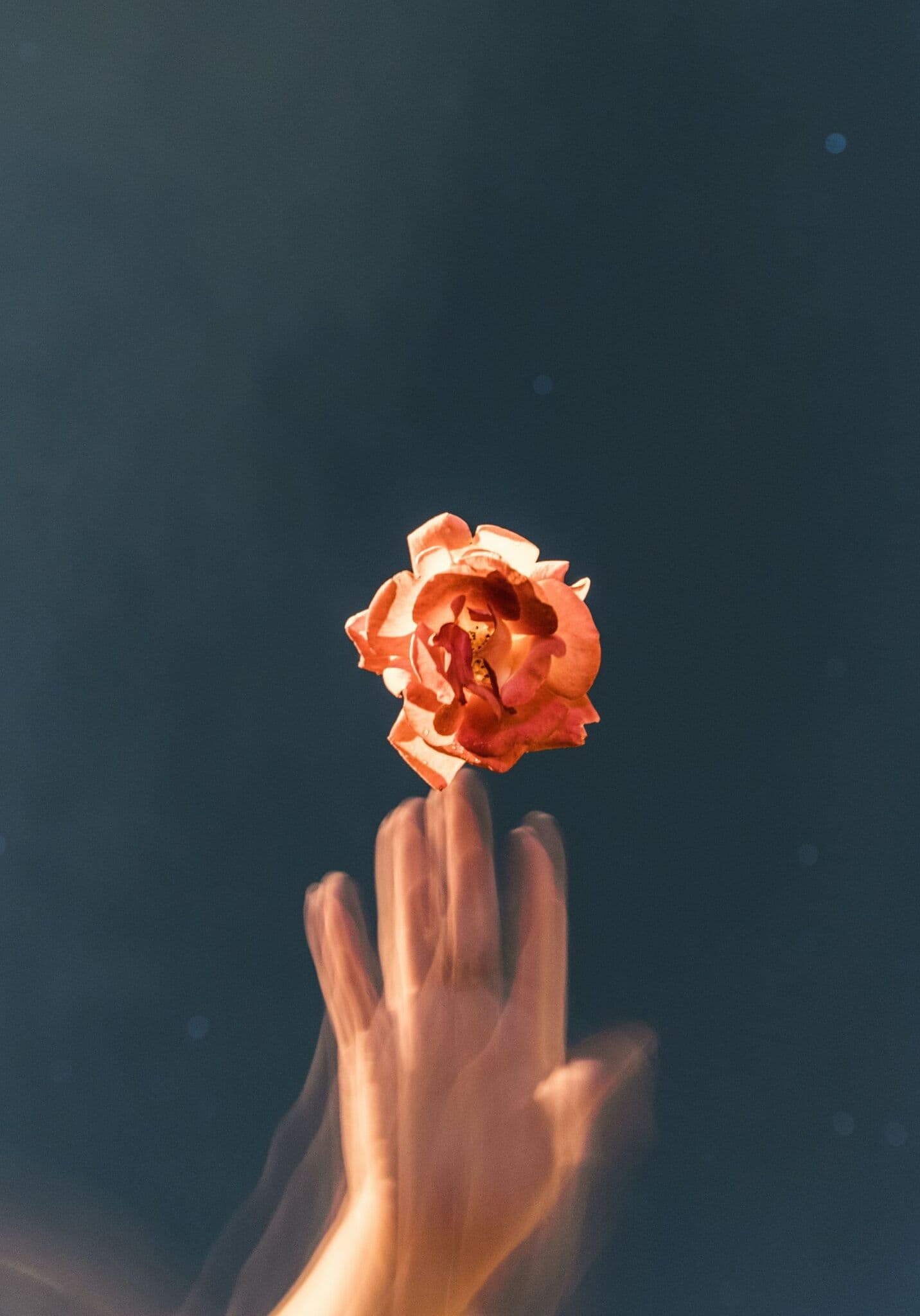 Hand reaching for orange-petaled flower