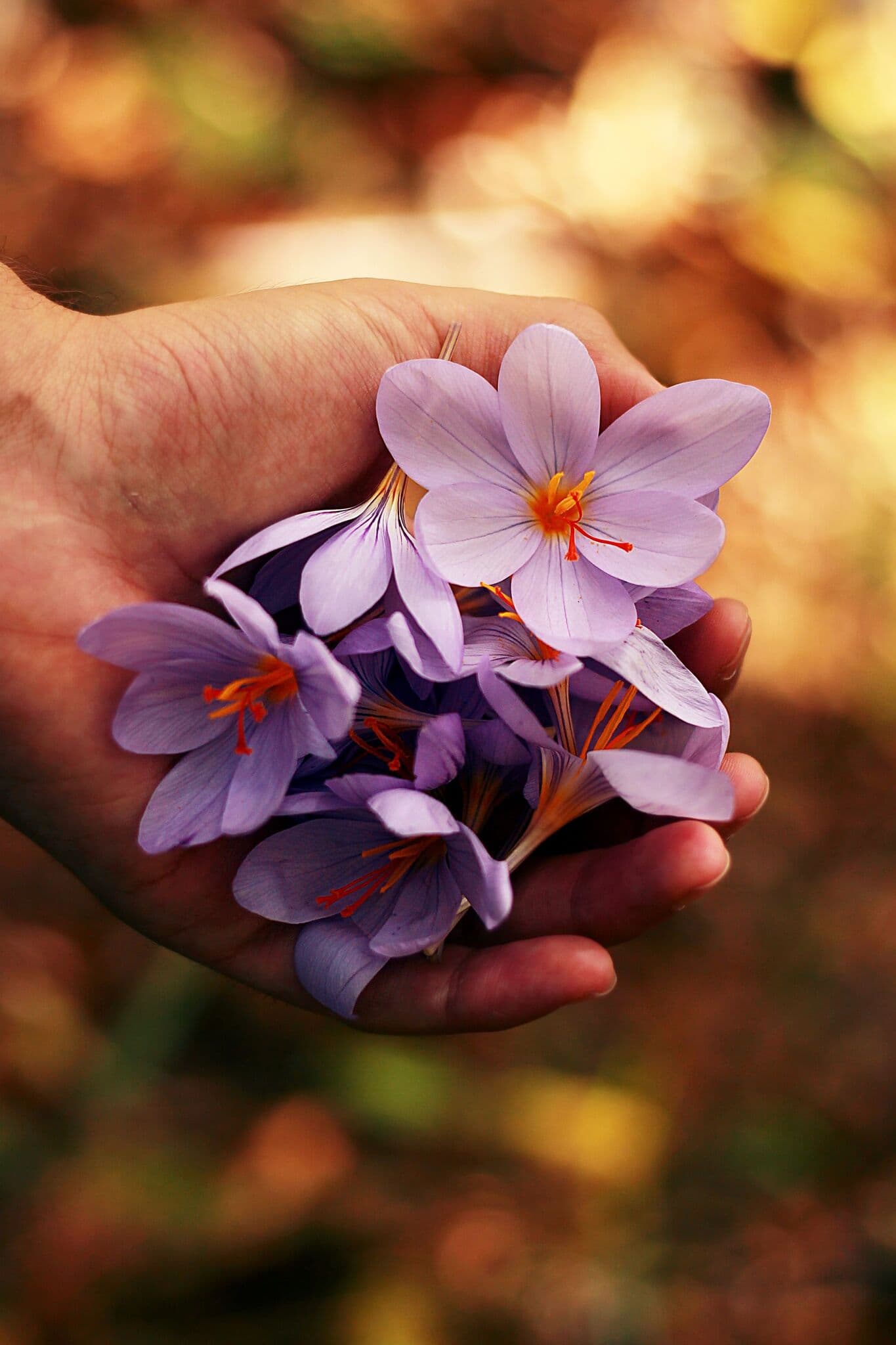 hand cupping purple flowers