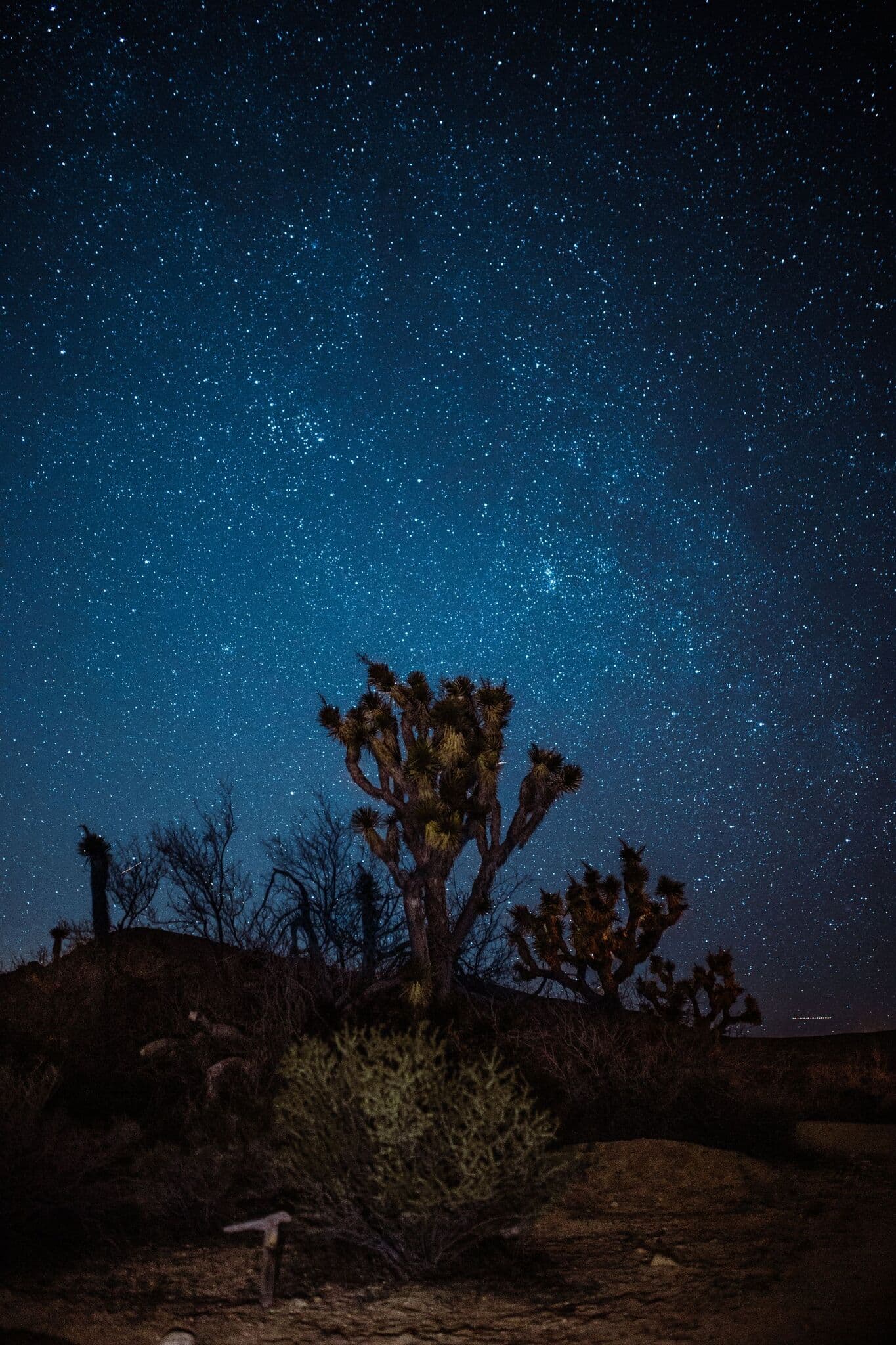 Joshua trees and starry sky