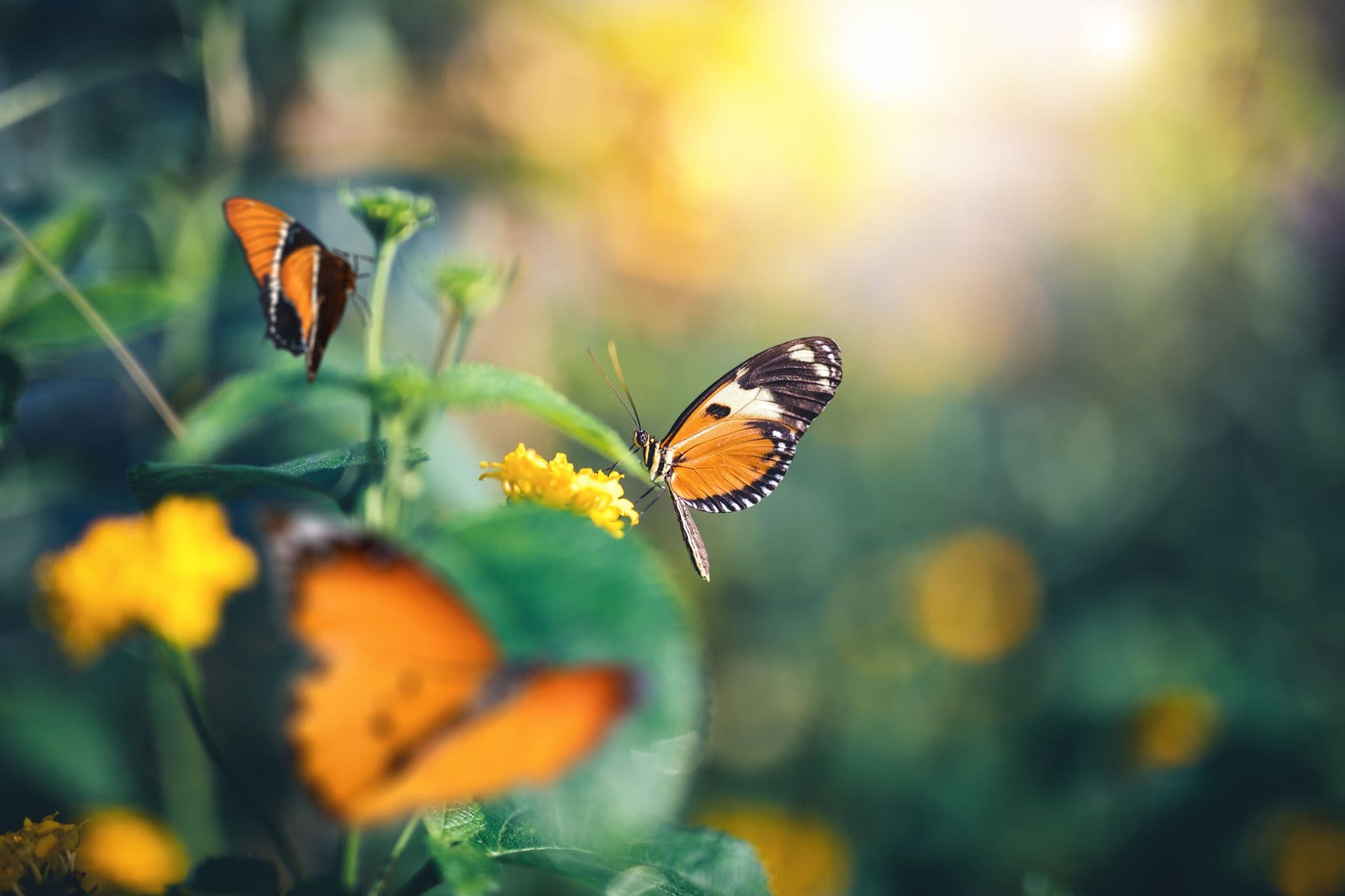 Garden With Butterflies
