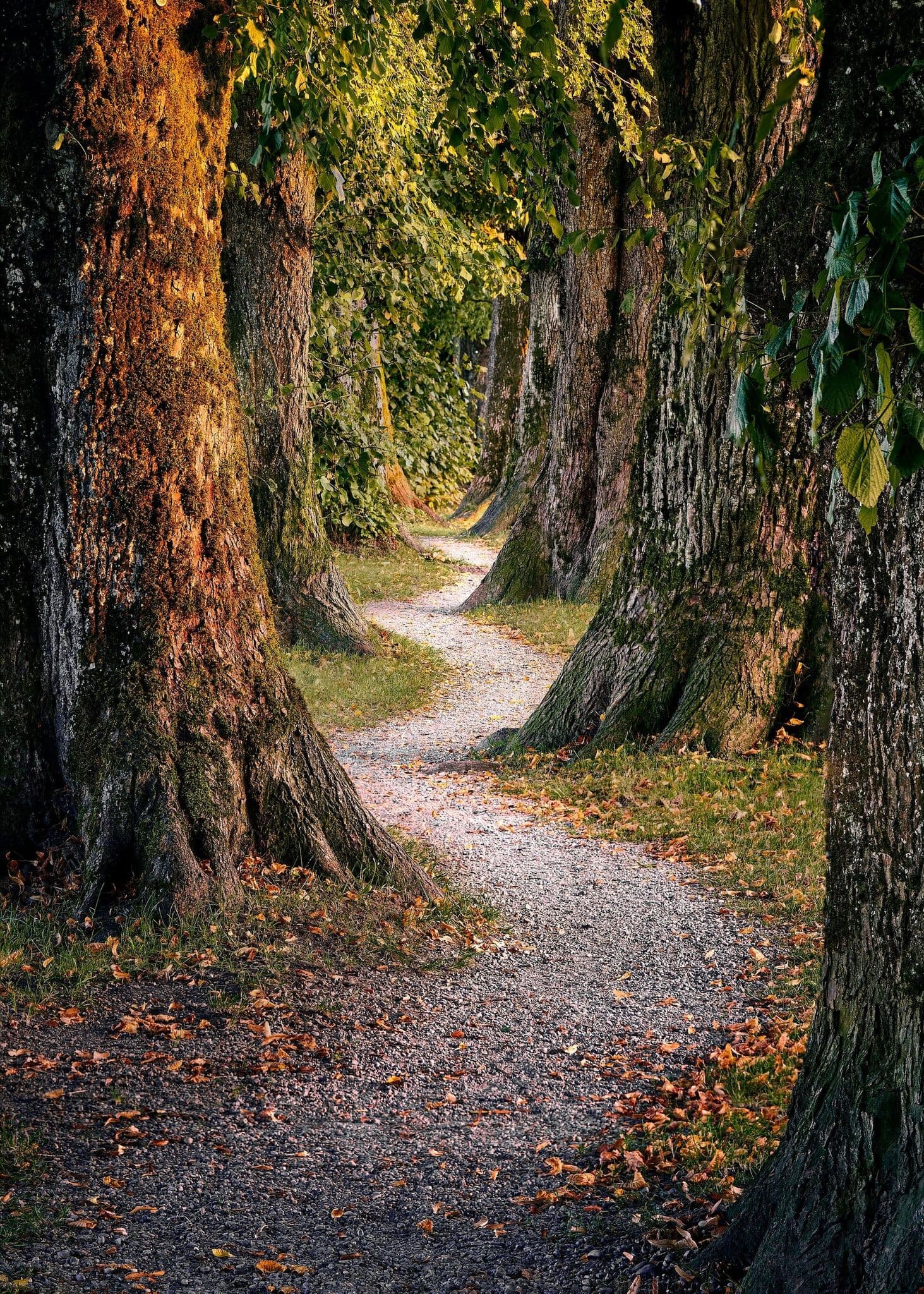 mario-dobelmann-gw-aplKL3Qg-unsplash (1).jpg