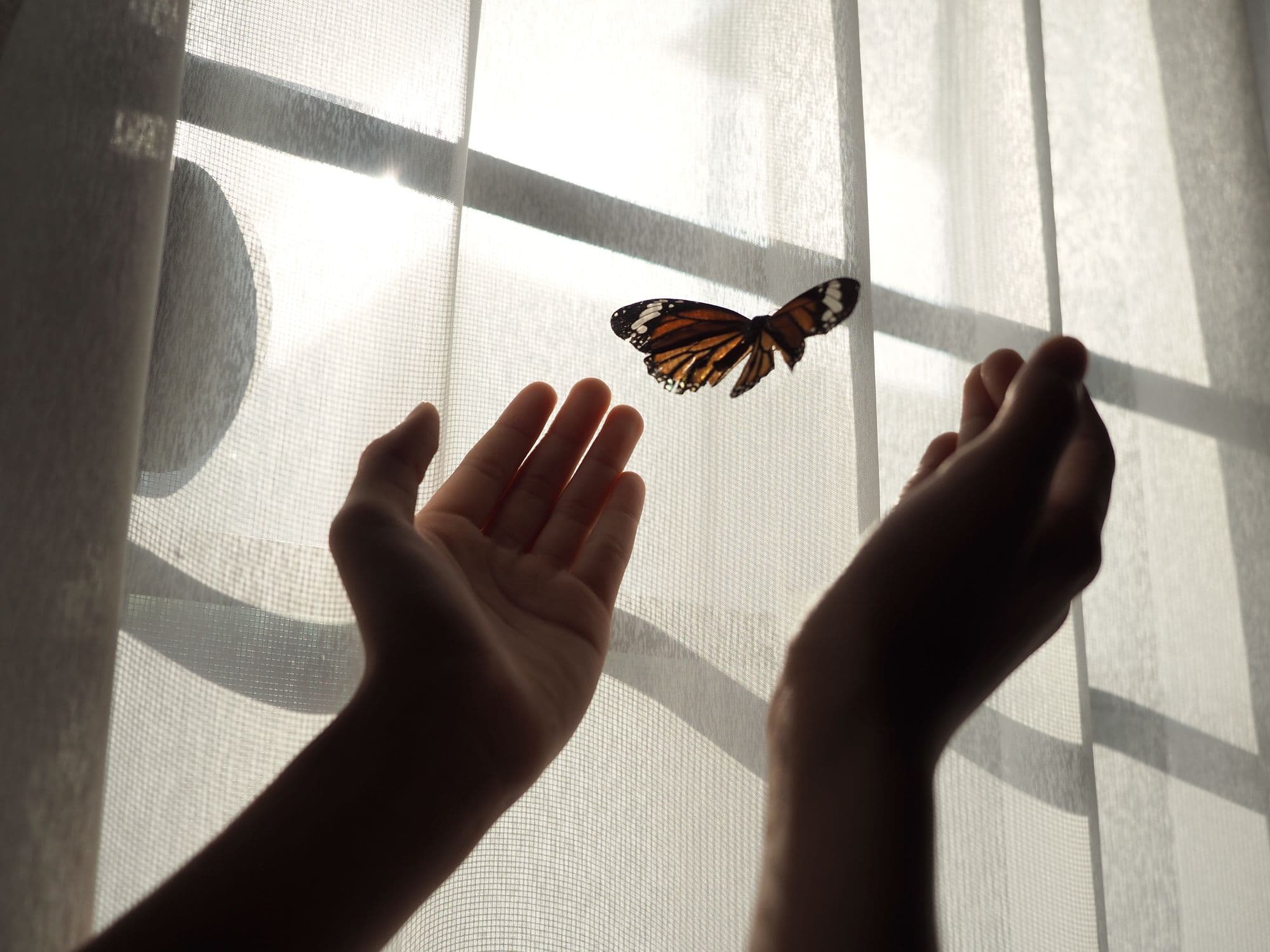 Closeup of a child hand releasing a butterfly near the window with warm morning sunlight. Selected focus.