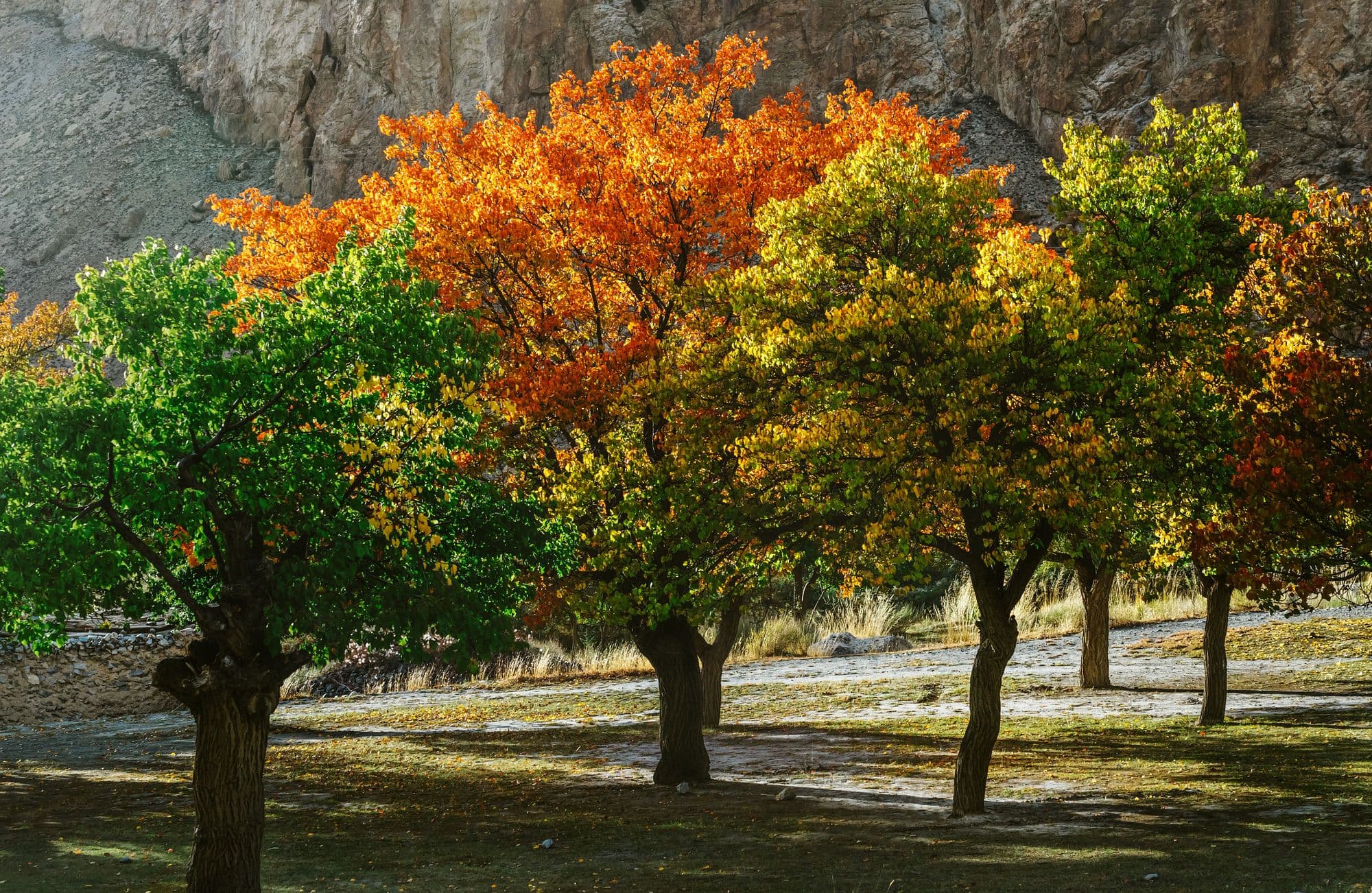 Trees with green, yellow and orange autumn leaves beneath a rocky cliff